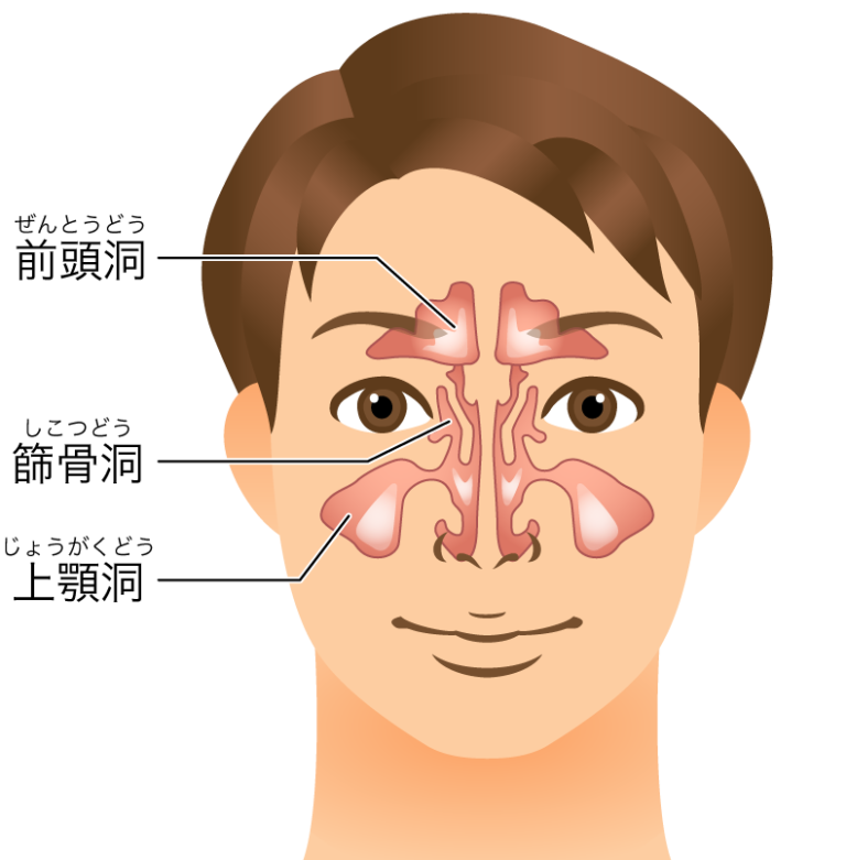 副鼻腔手術について1